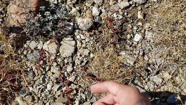 (#171) Juvenile Black Bears, Cobra "Lilies", Strange Ferns, & Foxtail Pines смотреть онлайн