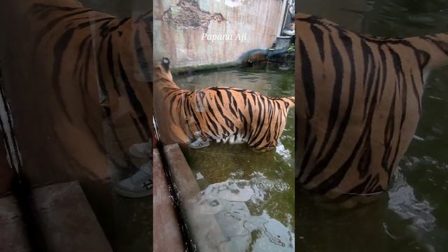 Giant Tiger Statue