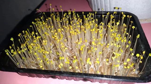 3.5 дня как посеял. выставляю на свет смотреть онлайн