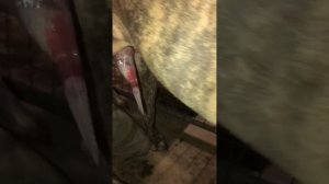 Sperm collection on a male Great Dane