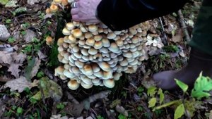 Грибы в Октябре  Рядовка Серая Штриховатая  Опенок Маковый, серопластинчатый