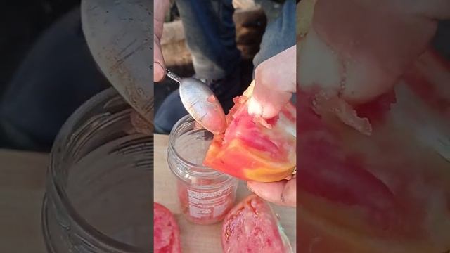 добываем семена из помидора. выпуск семян томата смотреть онлайн