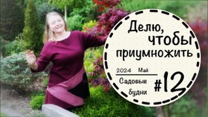 Садовые будни #12☘️ Чищу дорожки☘️Размножаю многолетники и злаки☘️ Вечнозеленая жимолость☘️