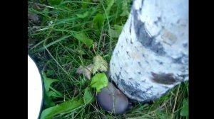 Выращивание Грибов ? Грибы Вешенки в огороде.на пнях. В Видео Урожай грибов август-сентябрь 2016