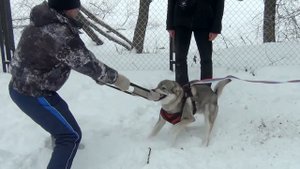 ВОЛК против ЧЕЛОВЕКА! Wolf VS Humen