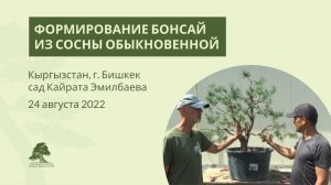 Формирование бонсай из сосны