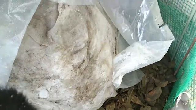 Гортензия крупнолистная, укрытие на зиму...