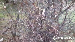 Гортензии крупнолистные,хосты,слизни. Позаботьтесь о них перед заморозками!