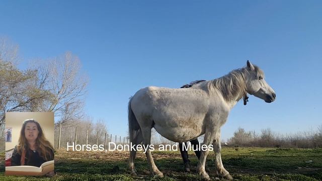 ПОчему ШЕрсть ЛОшади ПАдает КЛочьями ? #линька смотреть онлайн