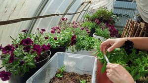 Какие черенки берут с маточного куста вегетативной петунии для черенкования?