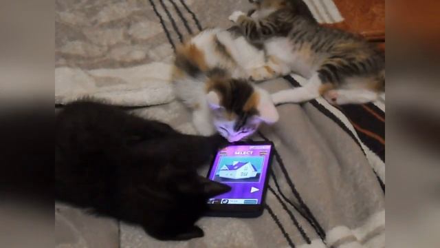 Кошачьи игры.mp4 смотреть онлайн