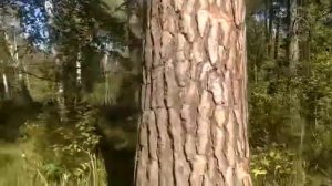 Бортевой мёд из Башкирии