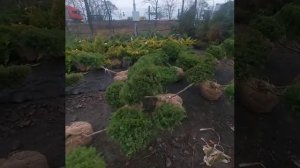 Можжевельник Виргинский Весло