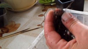 Глоксиния из листа.Почему не раскрываются первые бутоны.