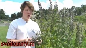 Пустырник - полезные свойства