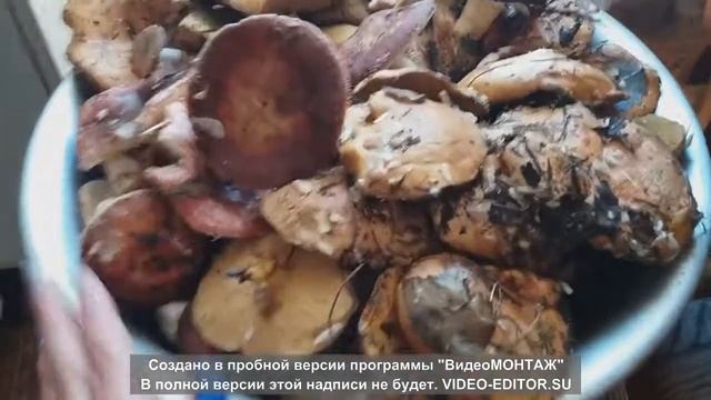 ДАЧА:Готовим грибы смотреть онлайн