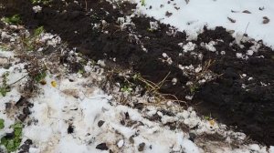 Плуг "ВРМЗ" на мотоблок Krotof, первая вспашка