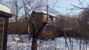 Старый яблоневый сад через 5 лет после омолаживающей обрезки