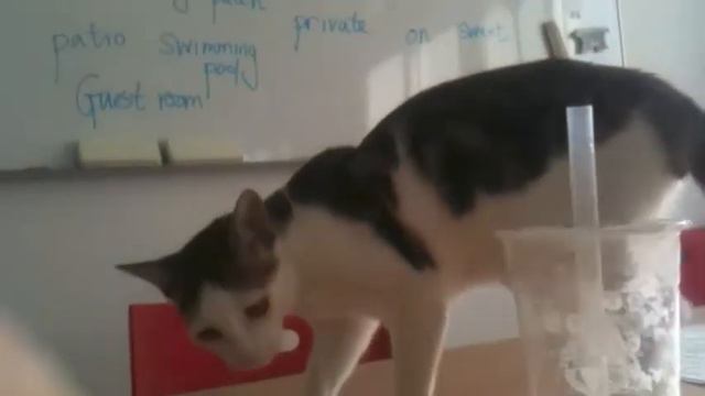 Kitten Sucking His Tail смотреть онлайн