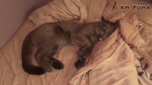 Пума Месси: Рейдерский захват ;) Mountain lion Messi: Raider capture ;)