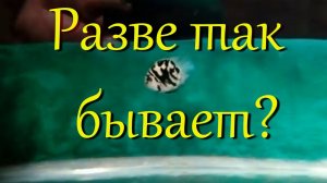 Пара маленьких сапфировых попугаев вывела мальков