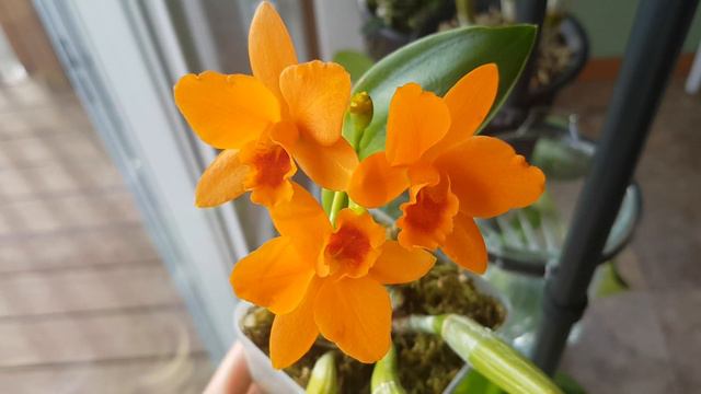 Pot. Shinfong Little Sun 'Youngmin Golden Boy' смотреть онлайн