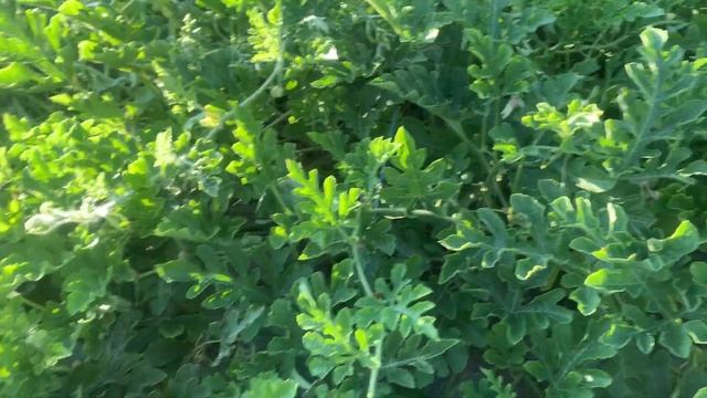 Арбузы ? 22 июля 2023 , нижегородская область . смотреть онлайн