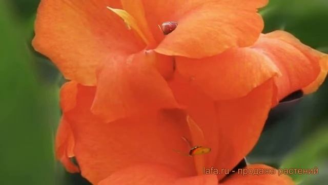 Канна карликовая Делибаб (canna dwarf delibab) ? Делибаб обзор: как сажать, луковицы канну Делибаб смотреть онлайн