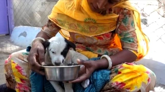 Бездомная мама собака умоляла о помощи, но посмотрите, что сделали люди! смотреть онлайн