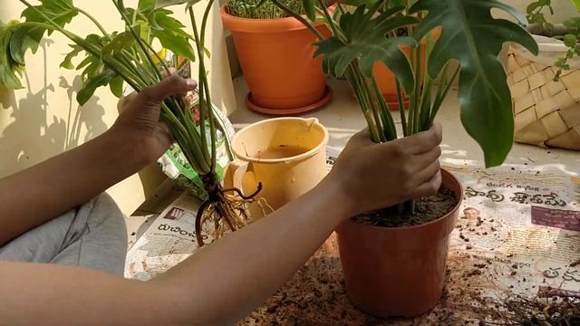 Philodendron Xanadu Plant Propagation in Soil and Water смотреть онлайн