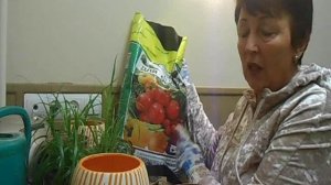 циперус из семян  видео   отчёт