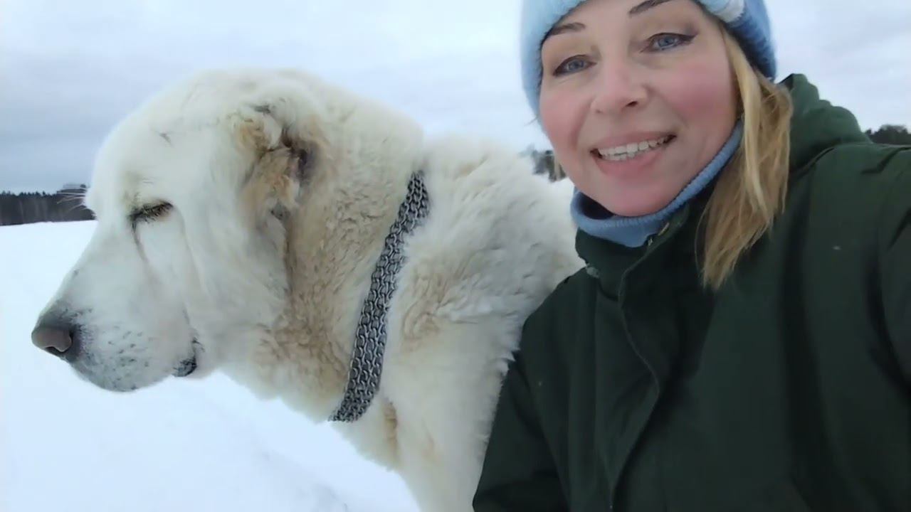 Все о здоровье шерсти САО. смотреть онлайн