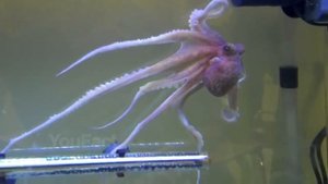 САМЫЕ НЕОБЫЧНЫЕ ДОМАШНИЕ ЖИВОТНЫЕ, В КОТОРЫЕ ТРУДНО ПОВЕРИТЬ