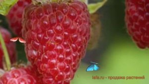 Малина ремонтантная Изобильная Казакова ? обзор: как сажать, саженцы малины Изобильная Казакова