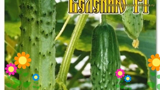 Огурец партенокарпический По Щучьему велению F1. Обзор cucumis sativus Po Shchuchemu veleniiu F1