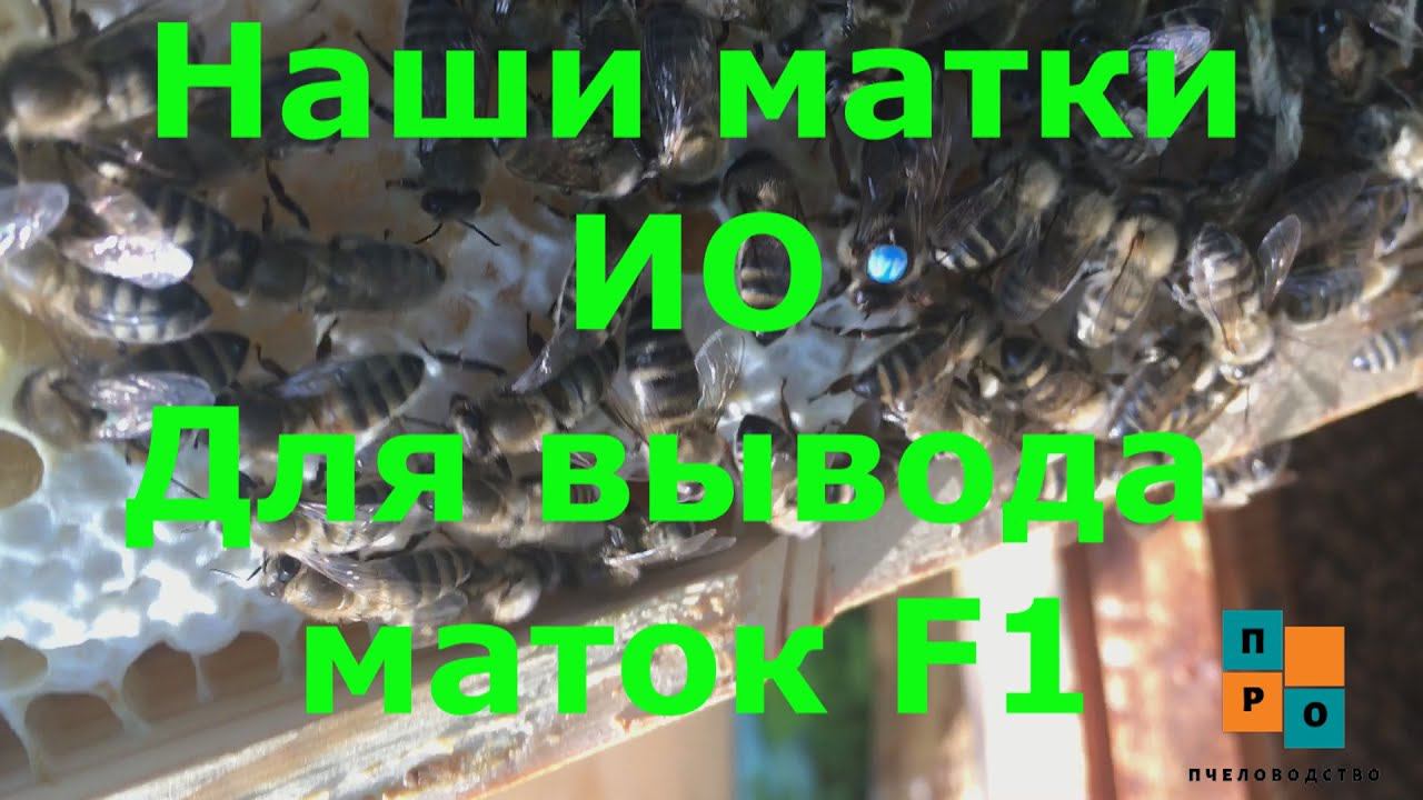Наши матки Карника ИО, для вывода маток F1 на продажу. Продажа маток Карника смотреть онлайн
