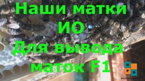 Наши матки Карника ИО, для вывода маток F1 на продажу. Продажа маток Карника