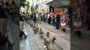 Тулузские гуси, Европа.