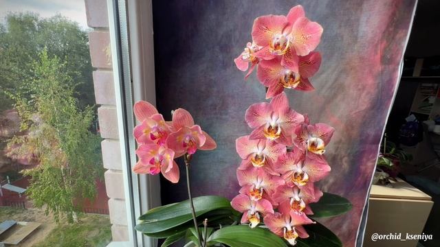 Лососевые фаленопсисы: Leco Fantastic и Chialin Rainbow ? Леко Фантастик и Чиалин Рэйнбоу | Обзор смотреть онлайн