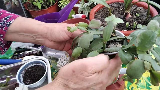 Schlumbergera Truncata! fácil propagación de esquejes,del cactus de Navidad, sustrato... смотреть онлайн
