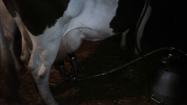 ПОТЕРЯЛАСЬ КОРОВА!ВЕЧЕРНЯЯ ДОЙКА! смотреть онлайн