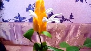 Пахистахис - комнатное растение, уход и размножение