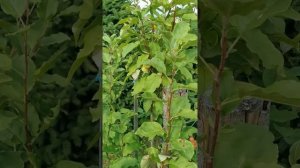 Яблоня Китайка Золотая Ранняя.