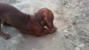 Карликовая такса