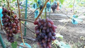 Виноград - Тип Изюминк .