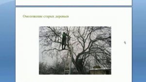 Снижение кроны, омоложение яблони. Омоложение старых деревьев. Вебинар Обрезка деревьев от А до Я.