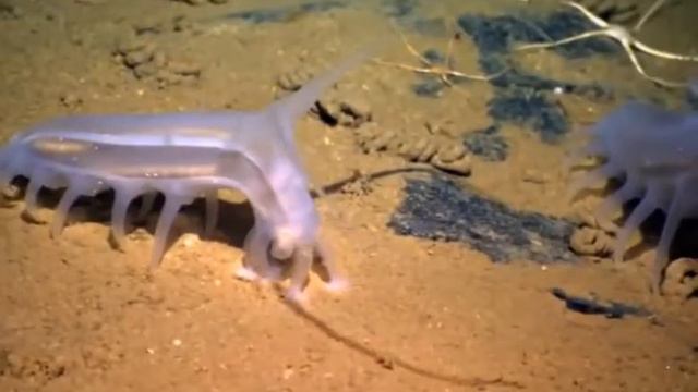 Удивительные создания: морские свиньи  Amazing creatures: sea pigs
