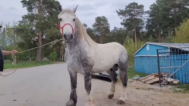 продажа лошадей жеребцы кобылы