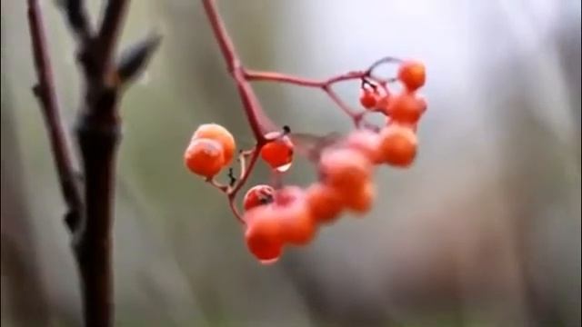 Поэт, музыкант, художник. смотреть онлайн