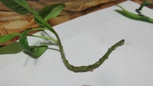 РАЗМНОЖЕНИЕ ПЕПИНО ЧЕРЕНКАМИ